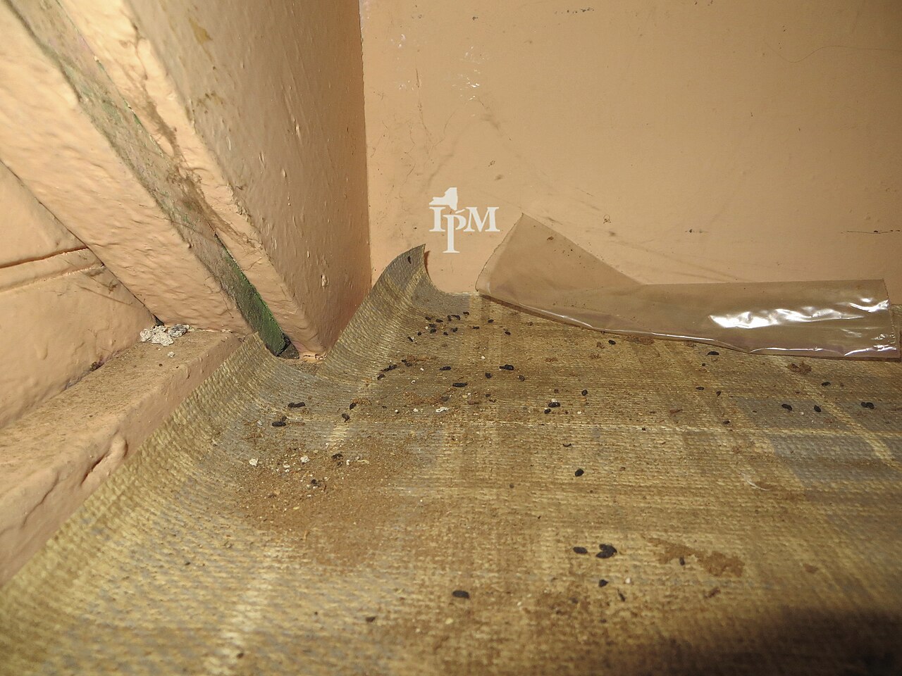 Exemple documenté d’excréments de souris domestique le long d’un mur