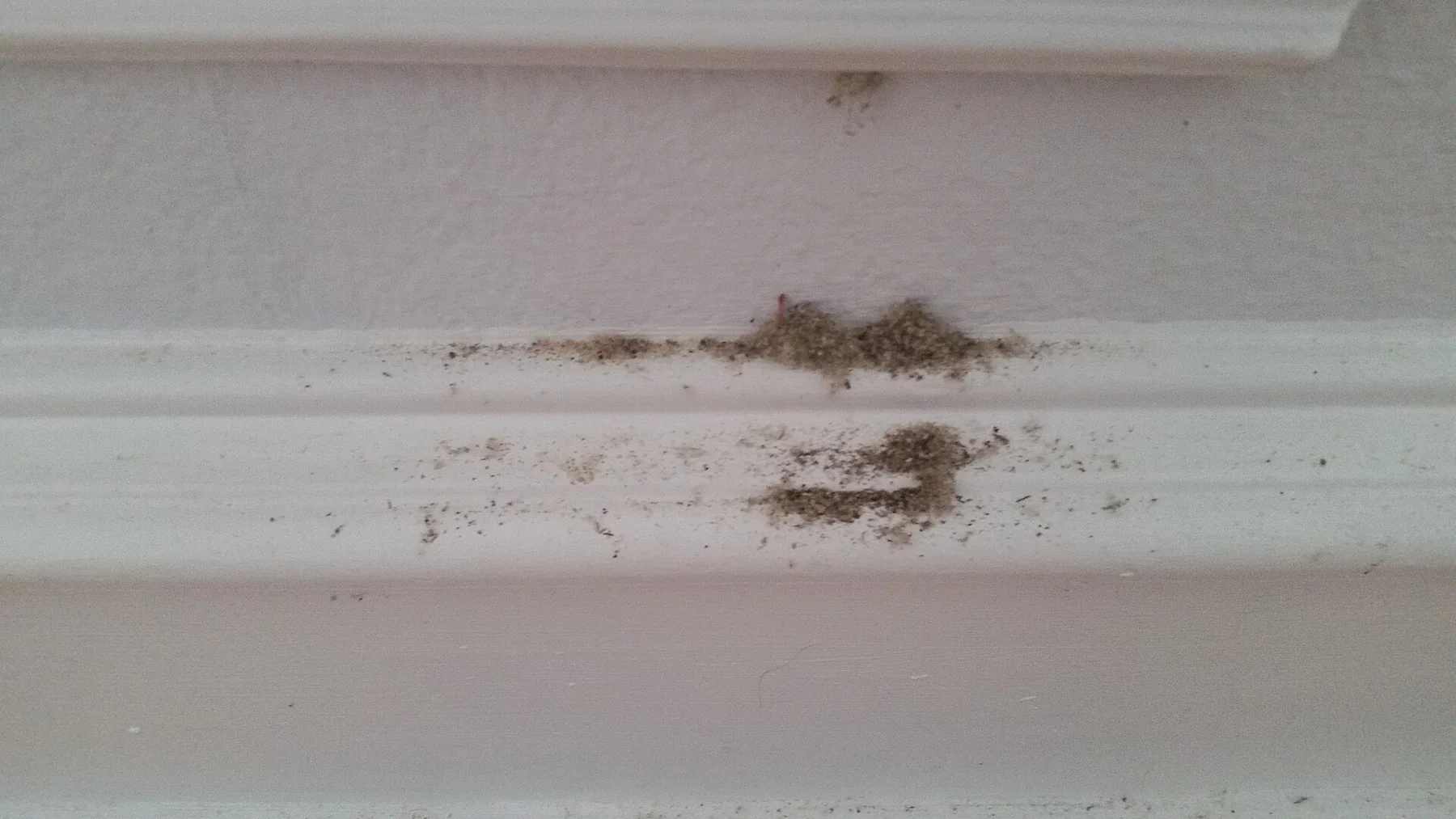 Petit amas de matière ressemblant à de la sciure rejetée par des fourmis charpentières