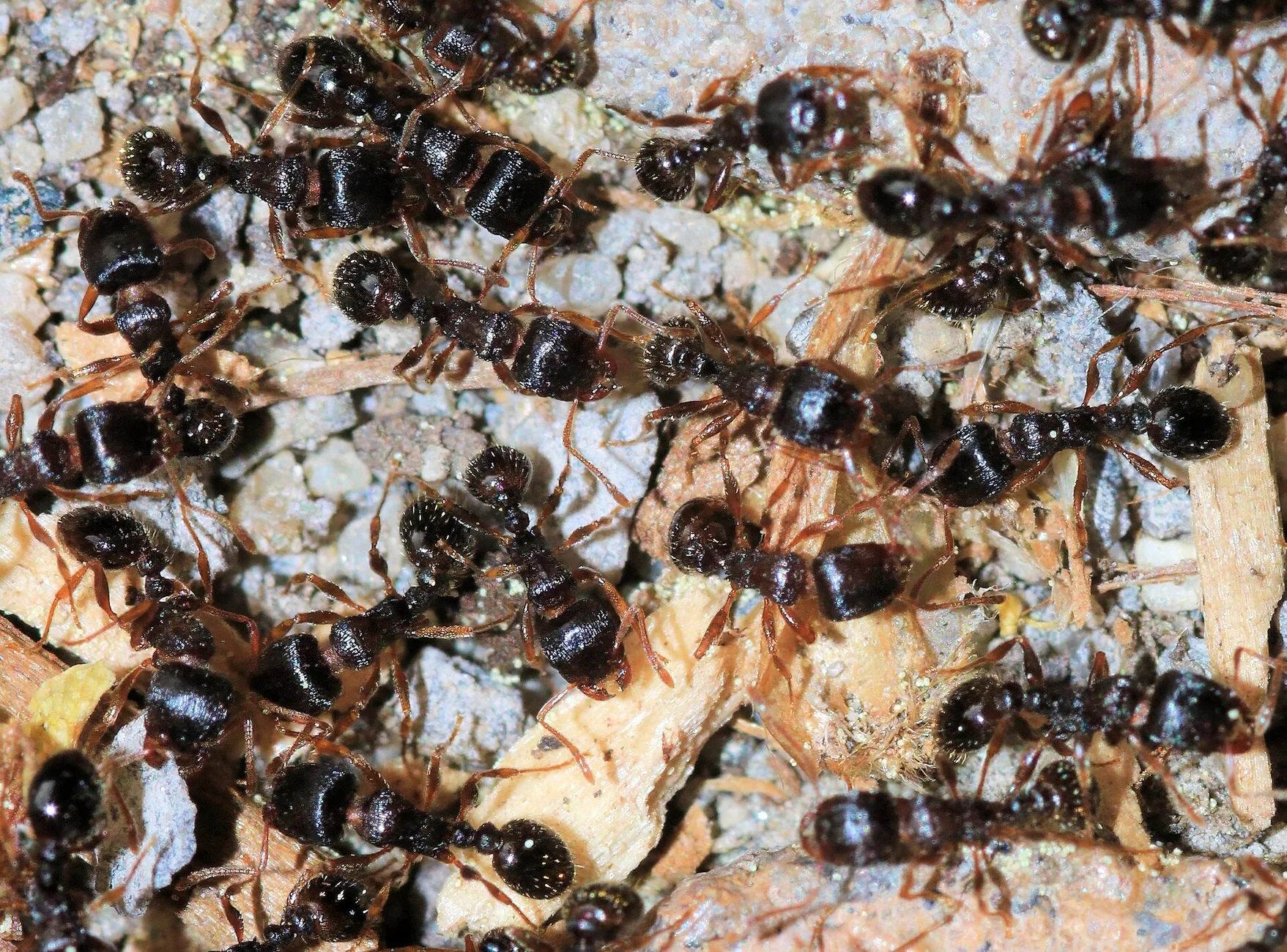 Deux petites fourmis des pavés brun foncé vues en gros plan